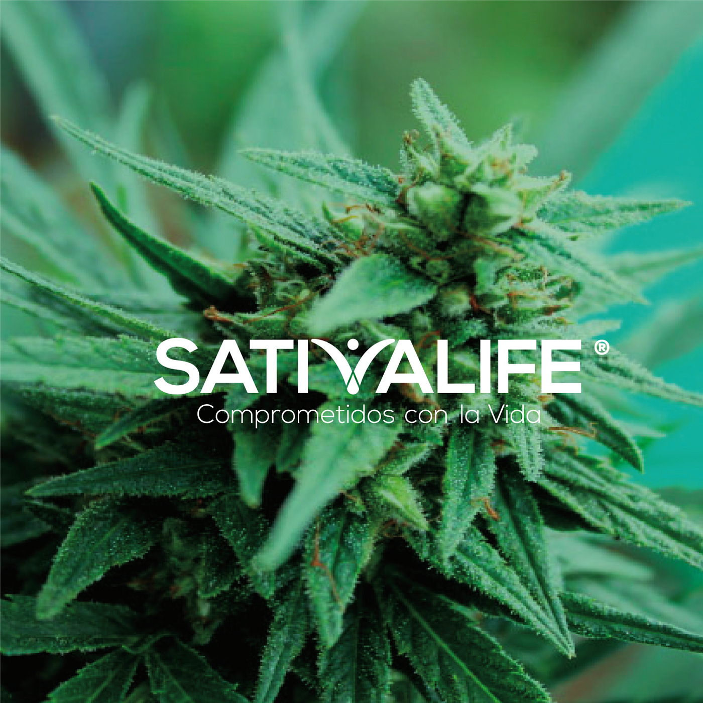 branding  cannabis diseño identidad visual logotipos  marcas marihuana