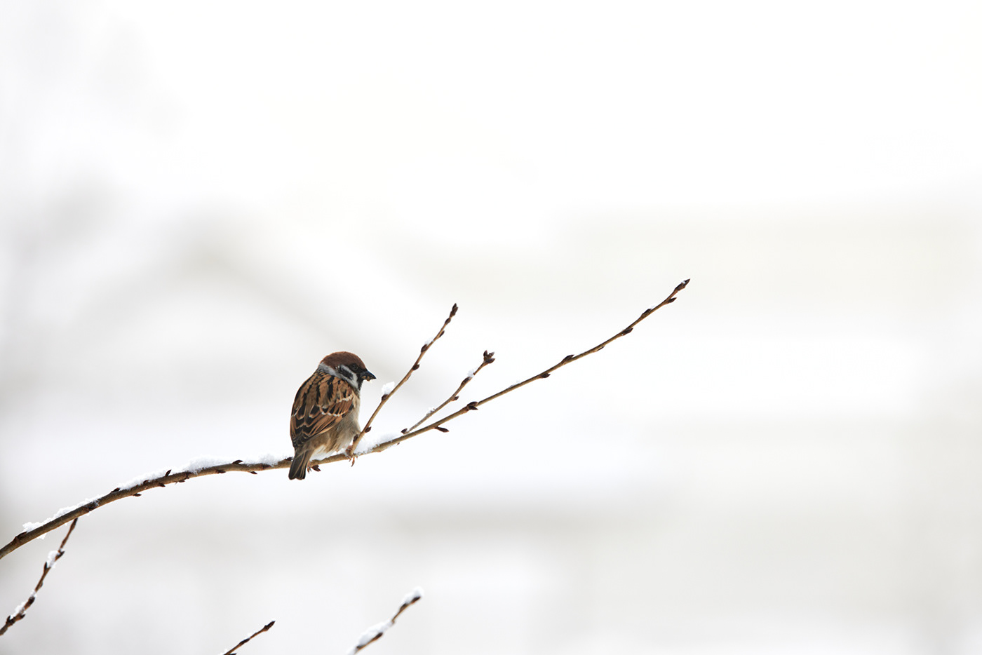 animal beauty bird Canon cute Nature Photography  snow sparrow winter