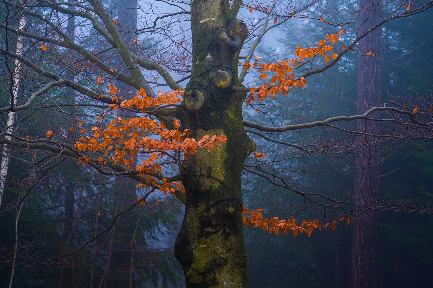 autumn dutch forest The Netherlands woodlands