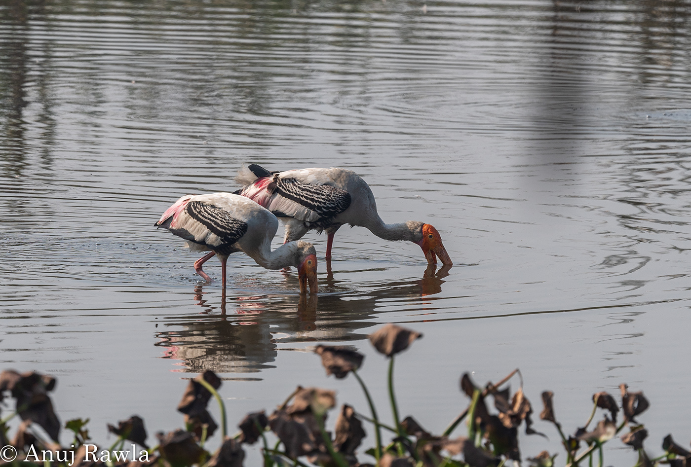 avian birding birds India Nikon Photography  Nature wetlands
