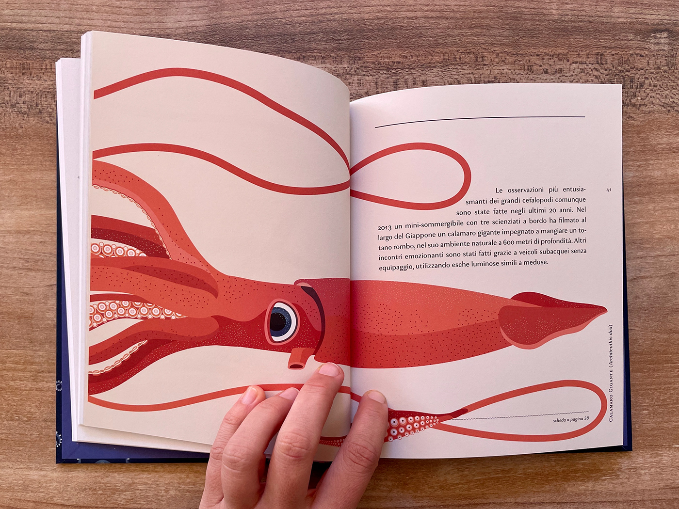 octopus cephalopods marine Ocean ILLUSTRATION  nomos infographics polpi naturalistic illustration Craig Foster