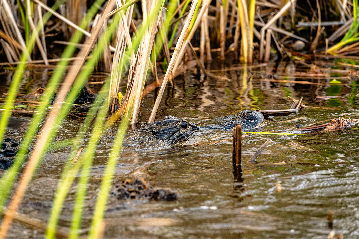 alligator animal Everglades florida Nature Outdoor outdoors predator wildlife