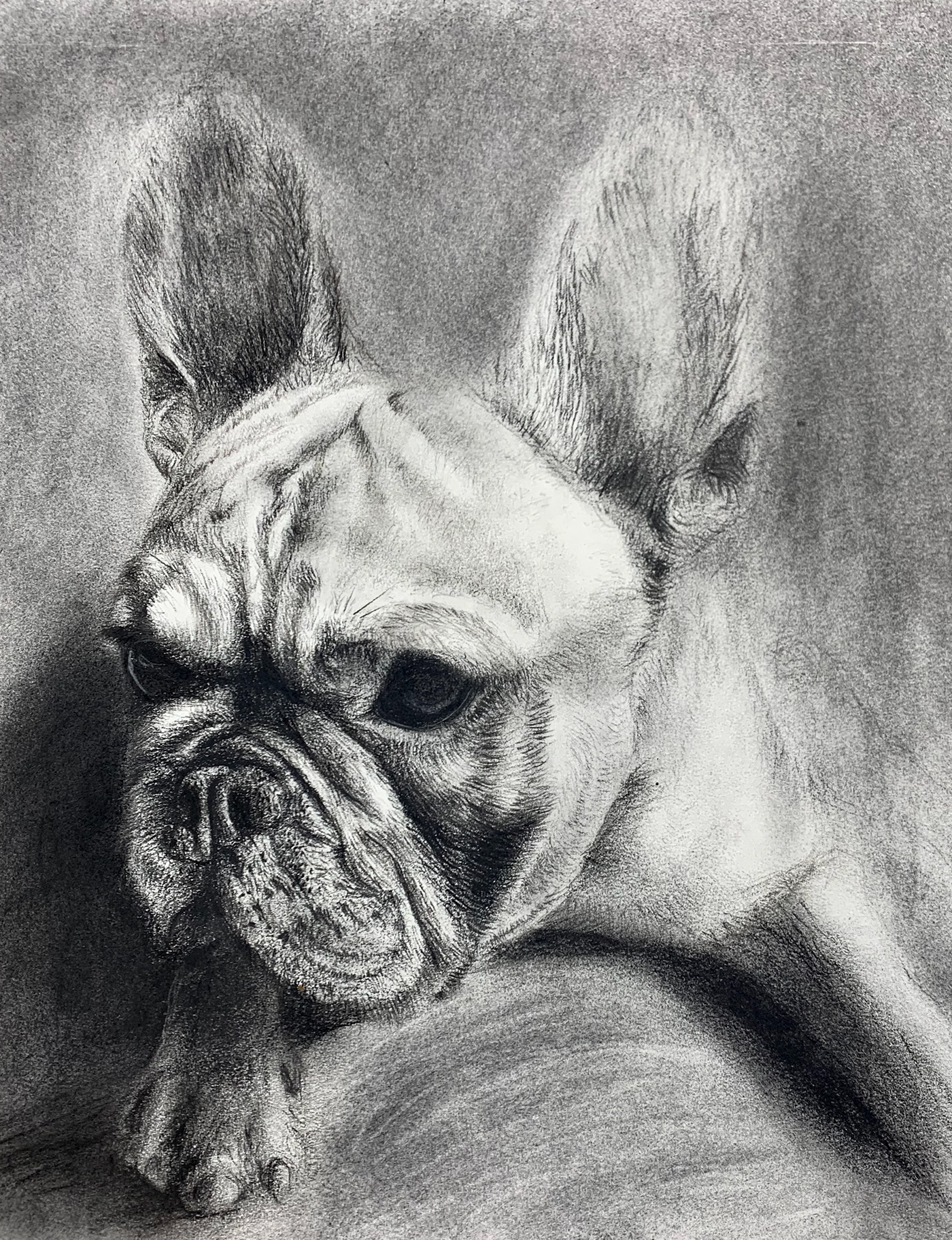 Charcoal Drawing Pet Portrait portrait