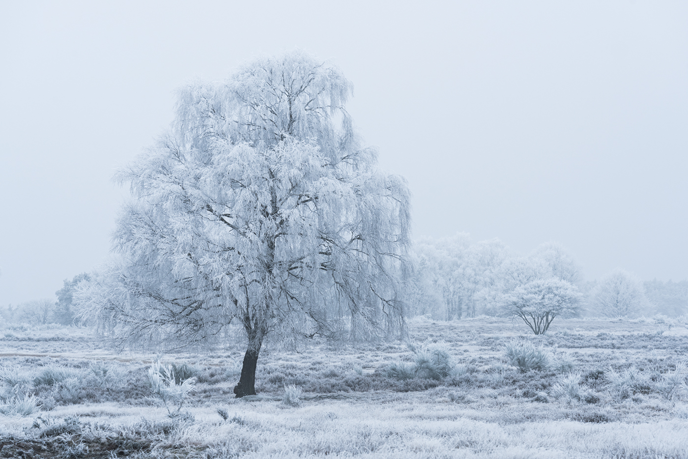 dutch frost The Netherlands White trees hilversum