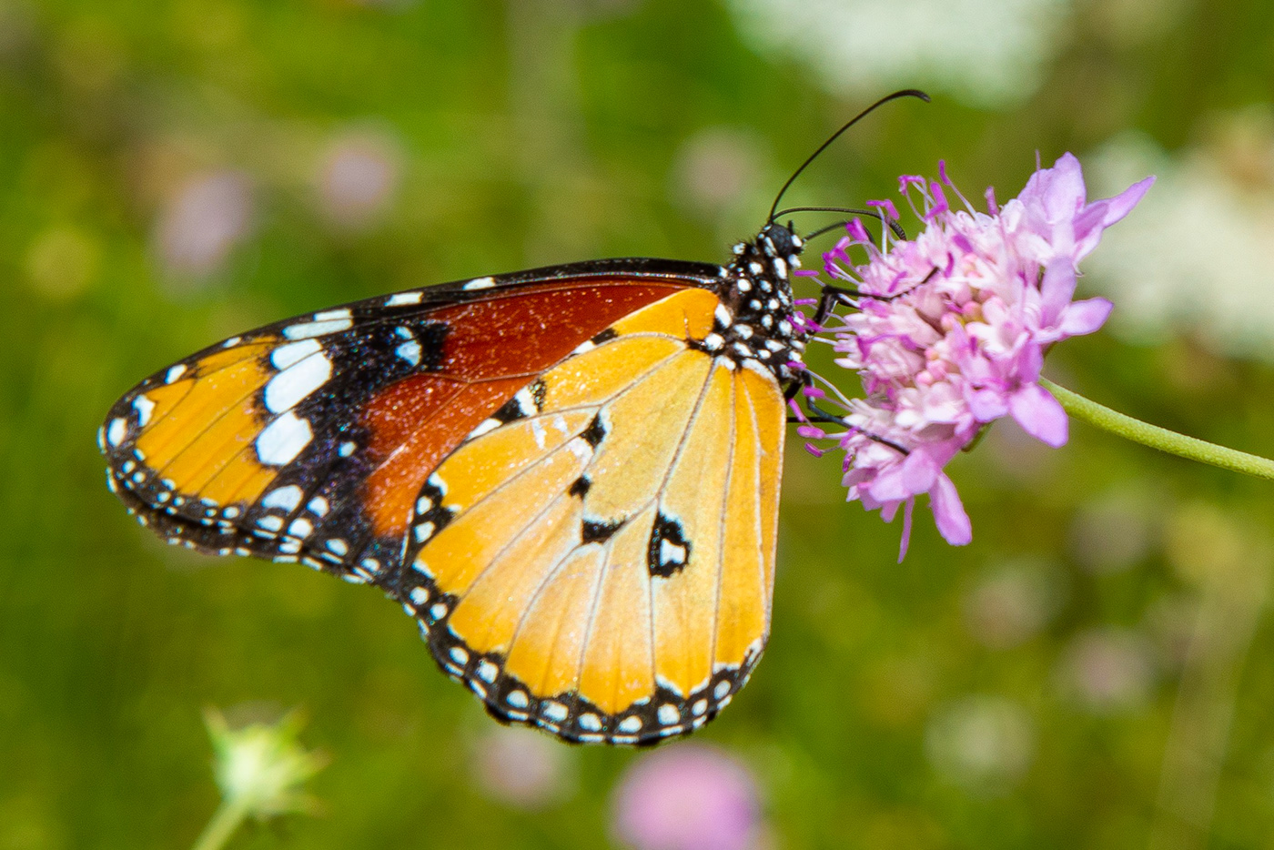 Adobe Portfolio butterfly sommerfugl
