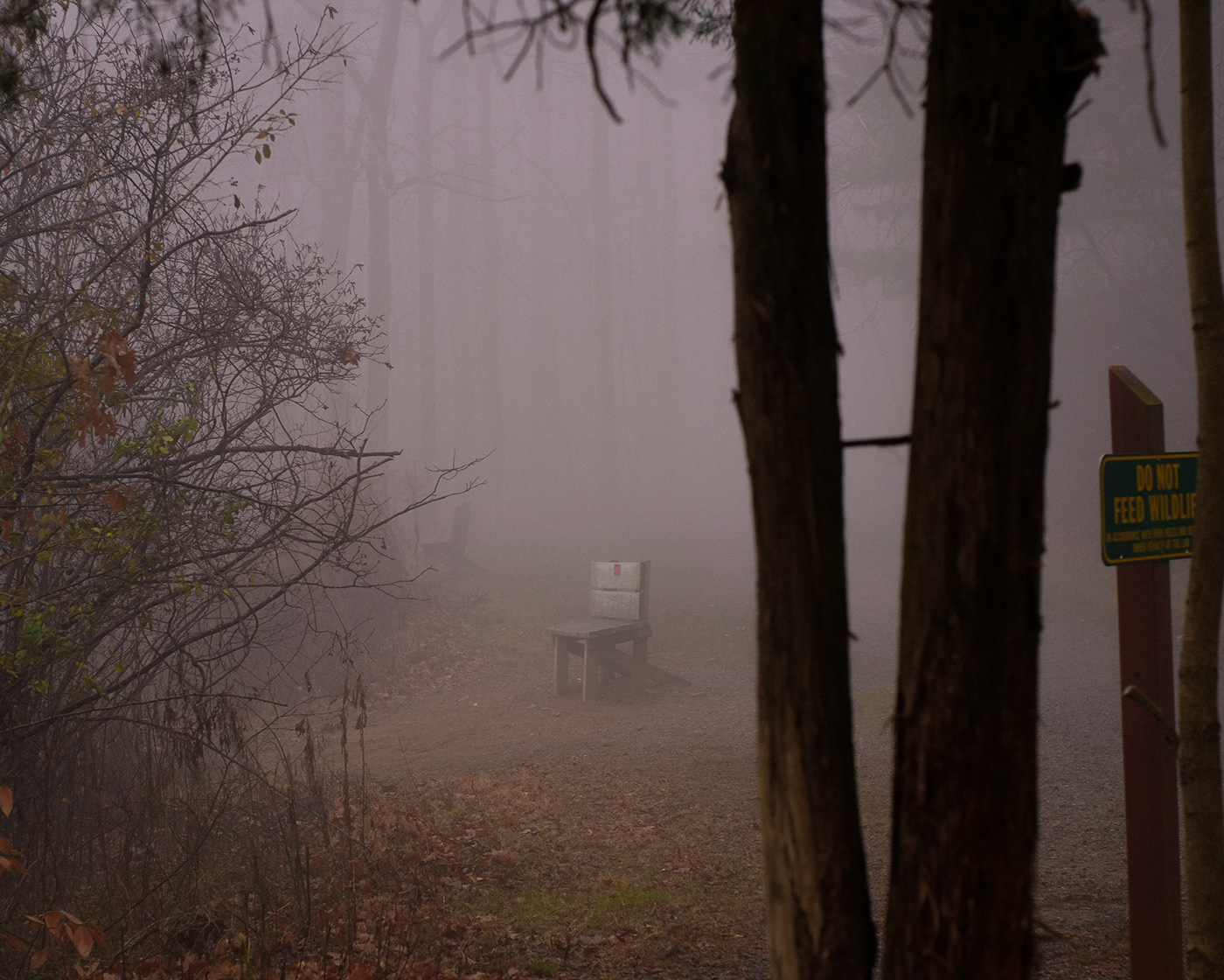 fog Photography  suburb