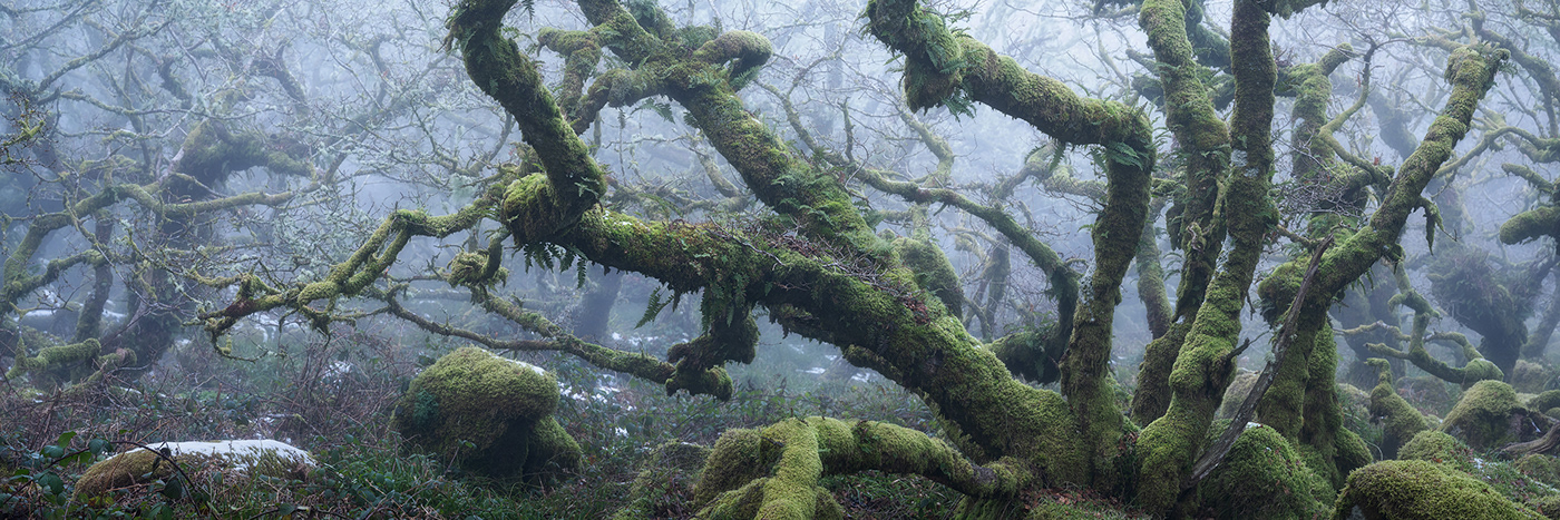 atmosphere burnell dark fine-art forest mist mystical wistmans wood woodland