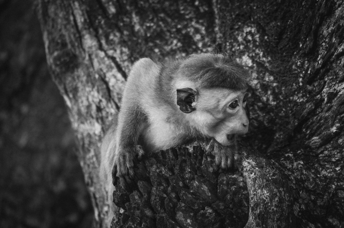 Photography  animals monkey makaka black and white Sri lanka wildlife Nature