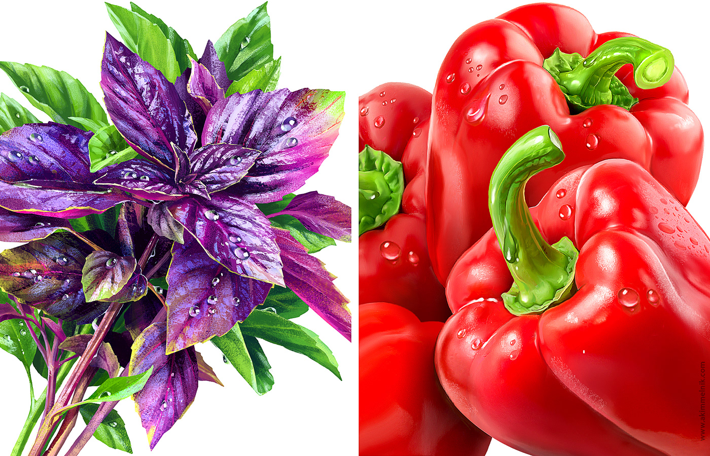 Illustrations of Basil and red pepper for spice packages