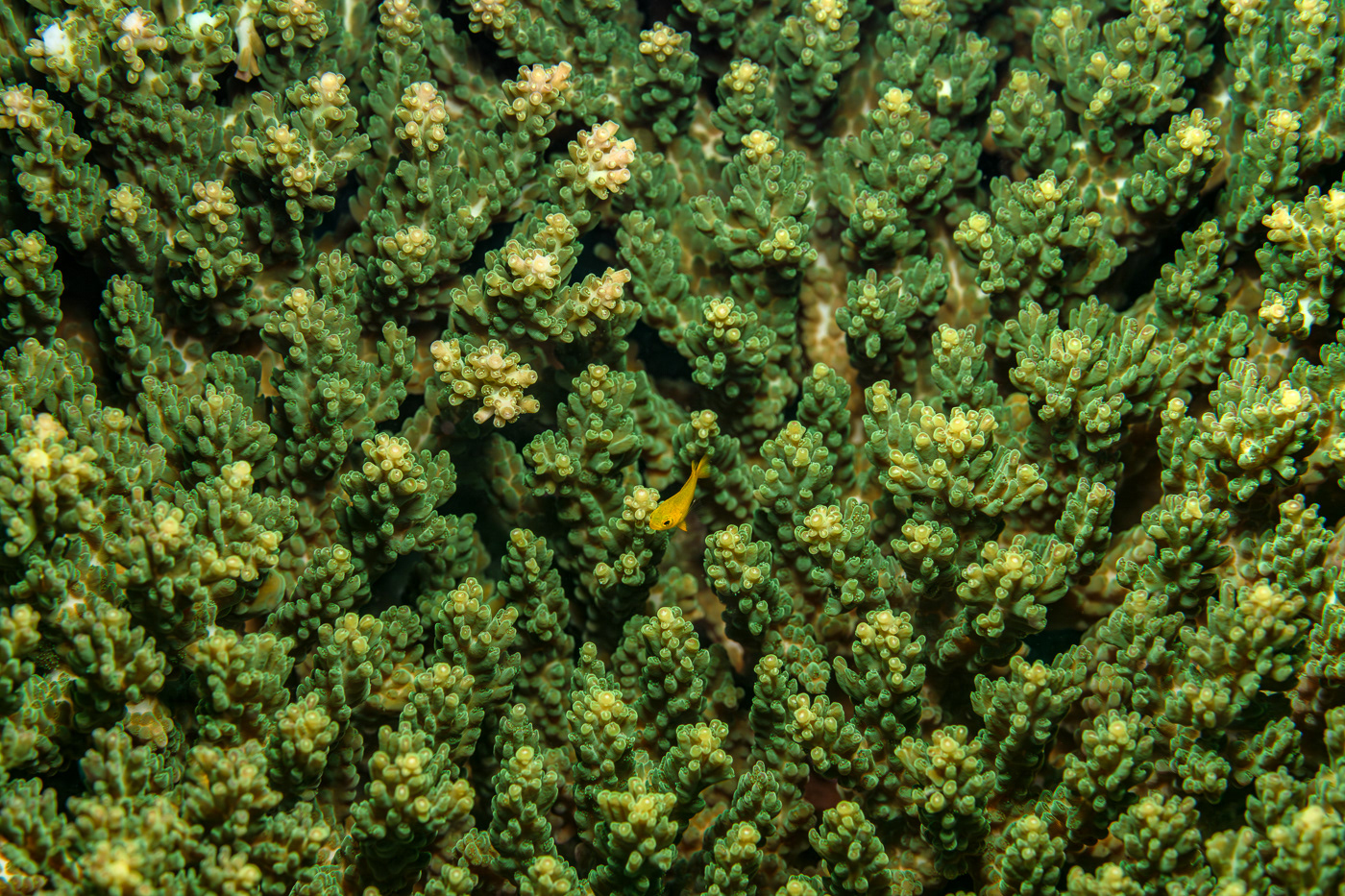 animals fish macro Nature underwater