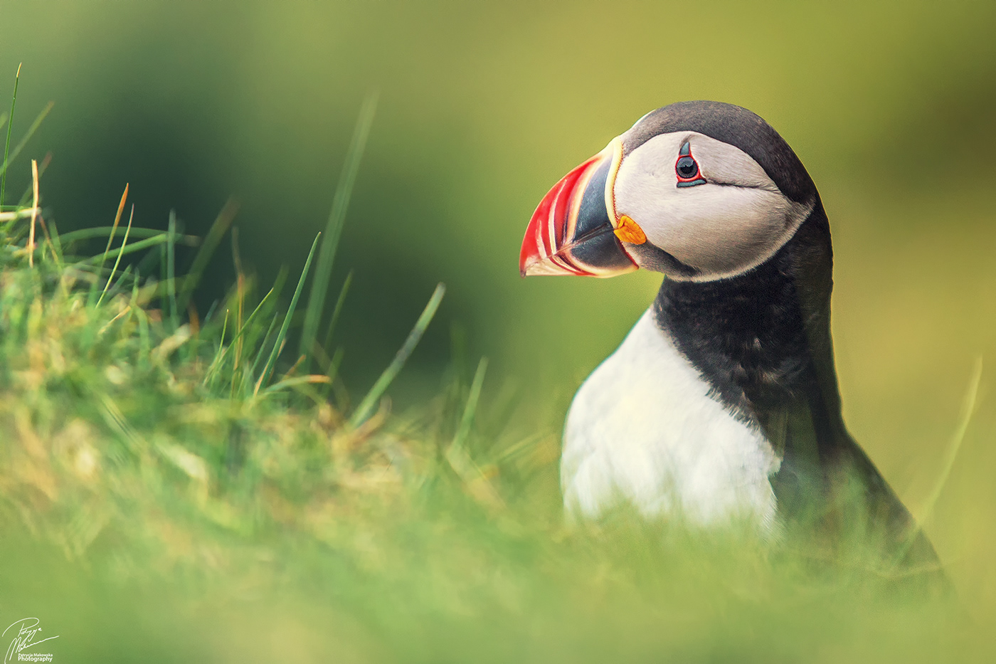 beauty iceland Lady Puffin Miss of Iceland Nature Photography  puffin sea summer Vik