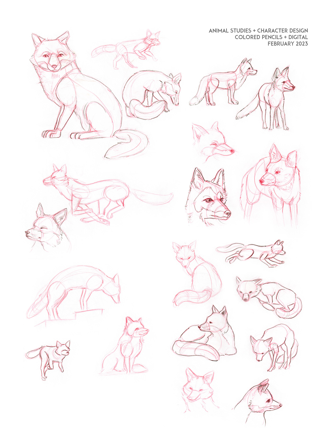 animal Character design  Digital Art  Drawing  ILLUSTRATION  sketches studies traditional drawing