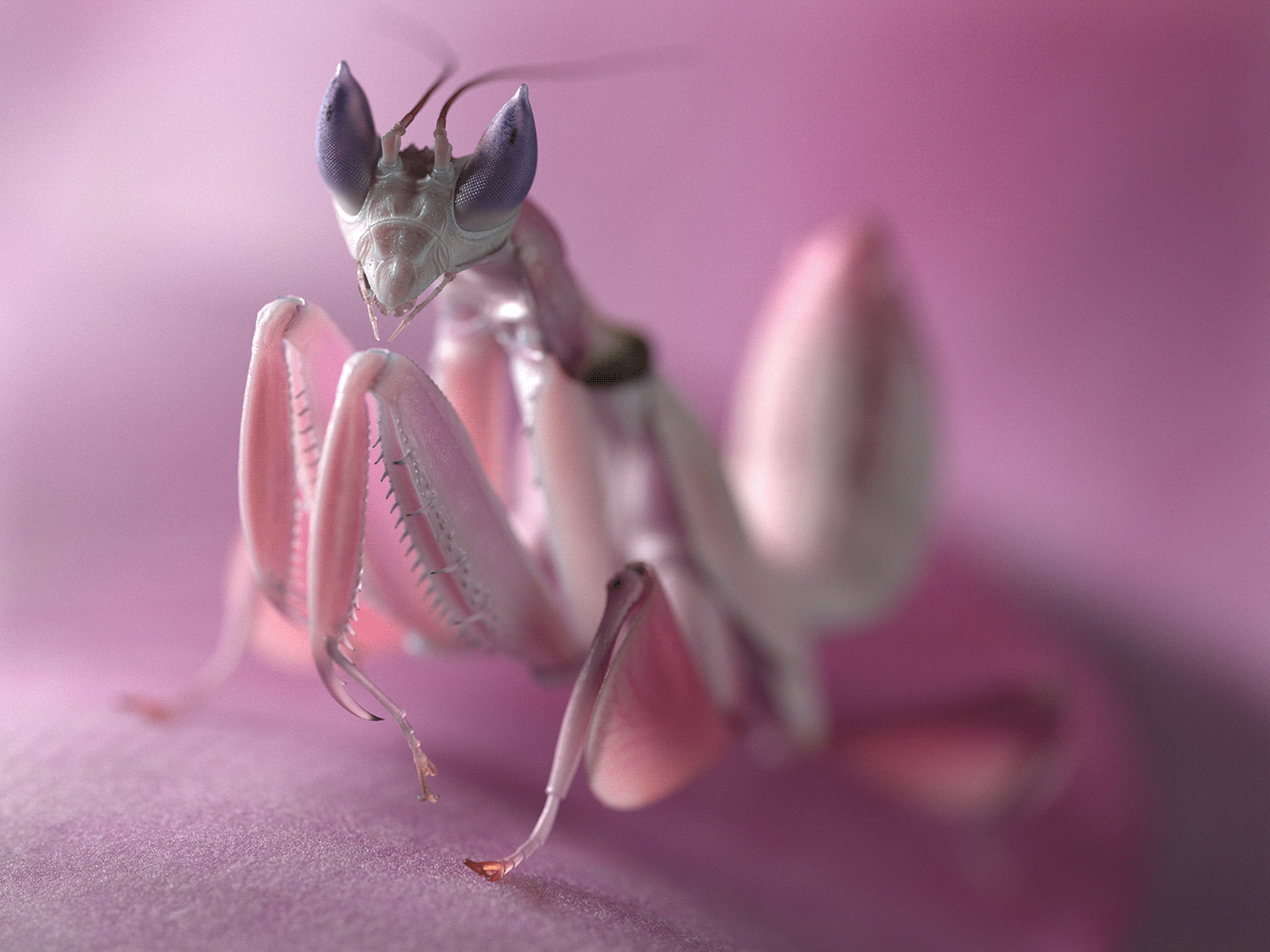3D CGI cineam4d corona render  details insect macro Render rendering visualization