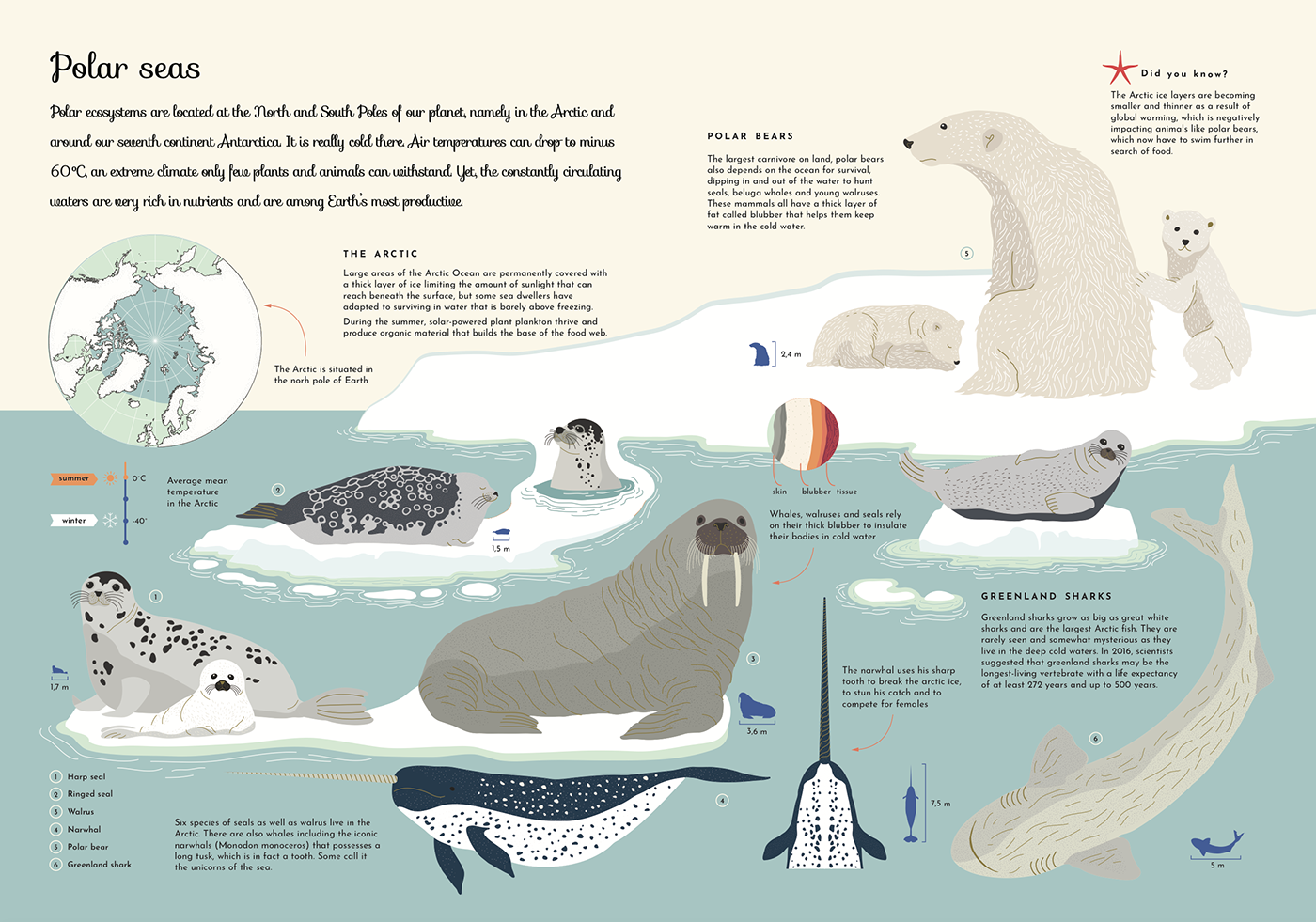 oceans sealife environment environmental education whales EXPLORERS coral fish ILLUSTRATION  graphic design 