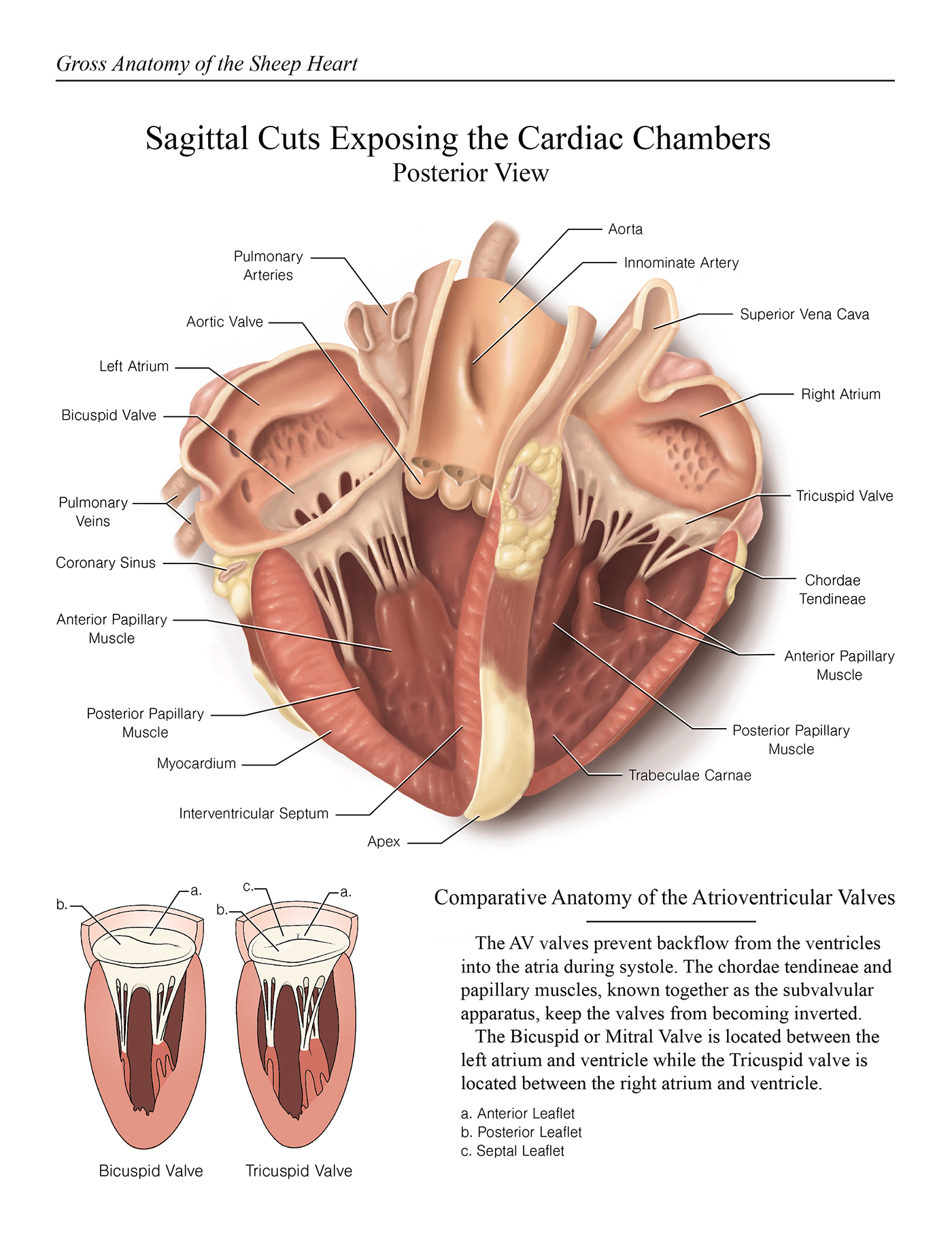 medical illustration sheep Sheep Heart dissection sheep heart dissection biomedical biomedical art illlustration heart anatomy anatomy