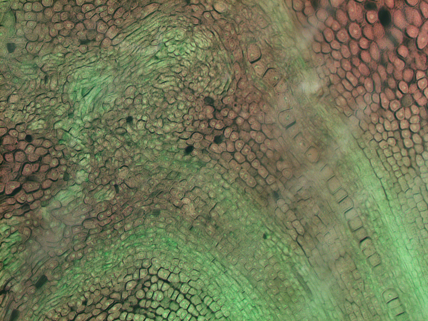 algae macro microscope Nature Photography 