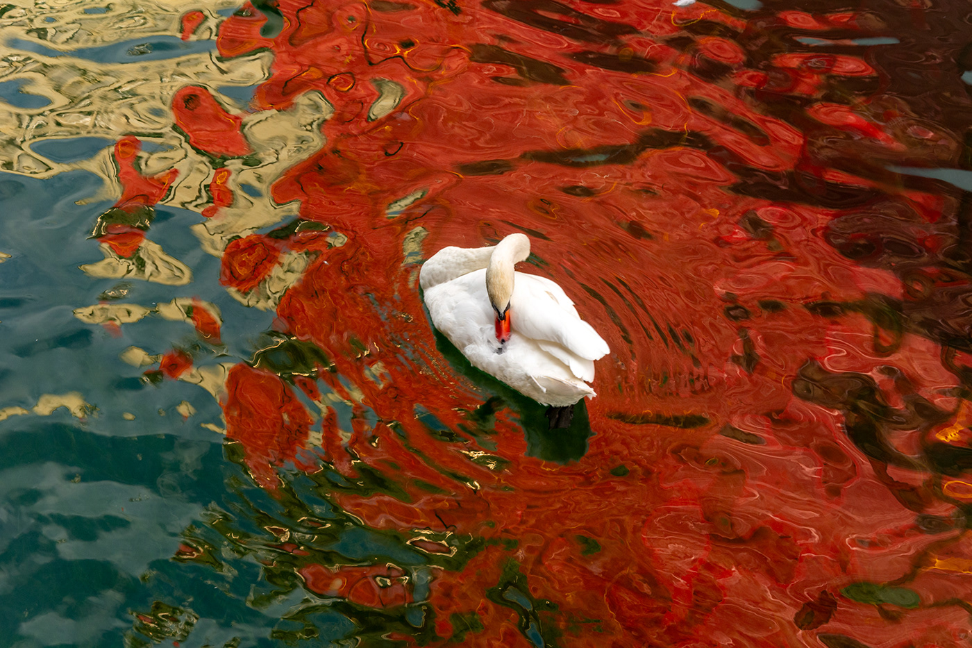 swan water color reflection Nature