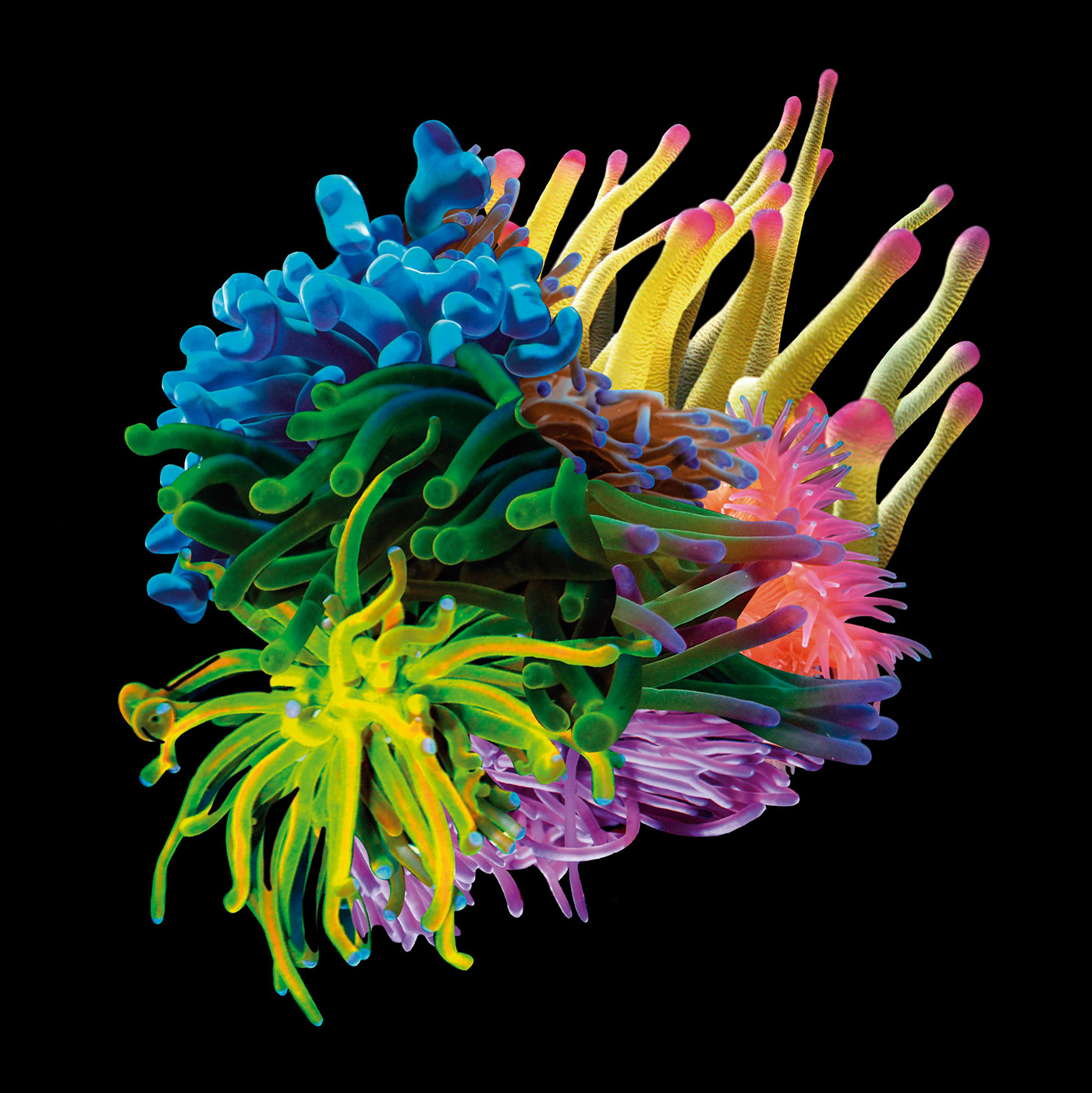 anemona anemones color design Electiva tentaculos Uniandes