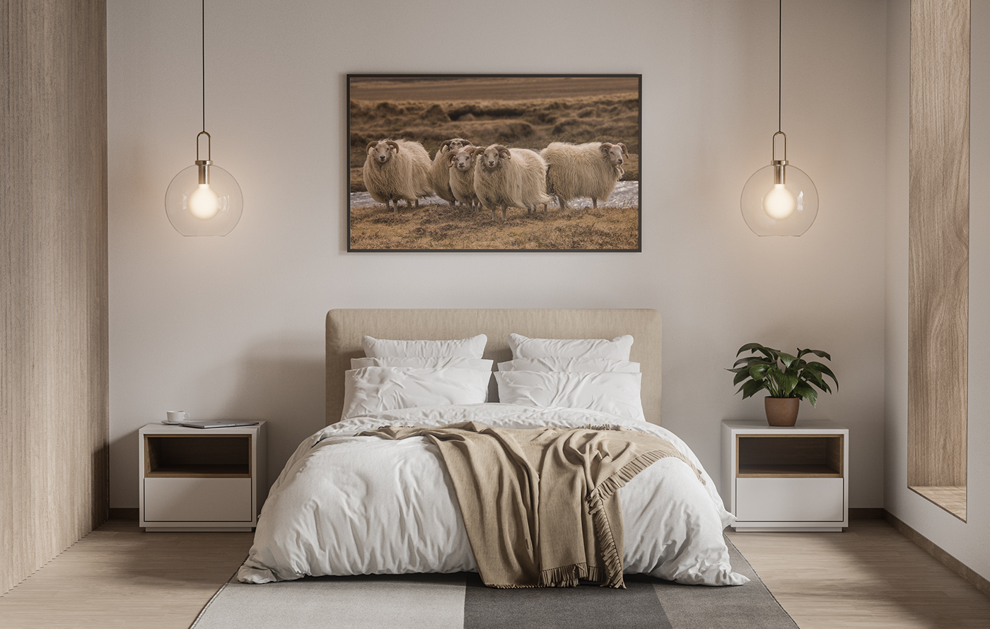 animals cute iceland Landscape Nature sheep soft wall warmth wool