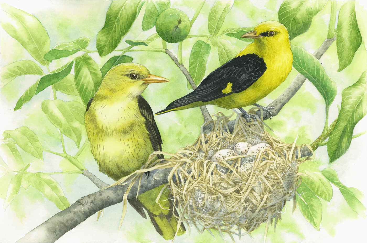 artwork birds competitionwinner Drawing  ILLUSTRATION  Nature nests painting   traditional illustration watercolor