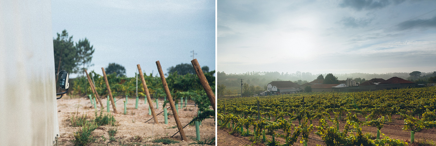 harvest luis pato winegrower Portugal Ois do Bairro vinhas vindimas vinho wine Wine Bottle falvors land Sun people Landscape