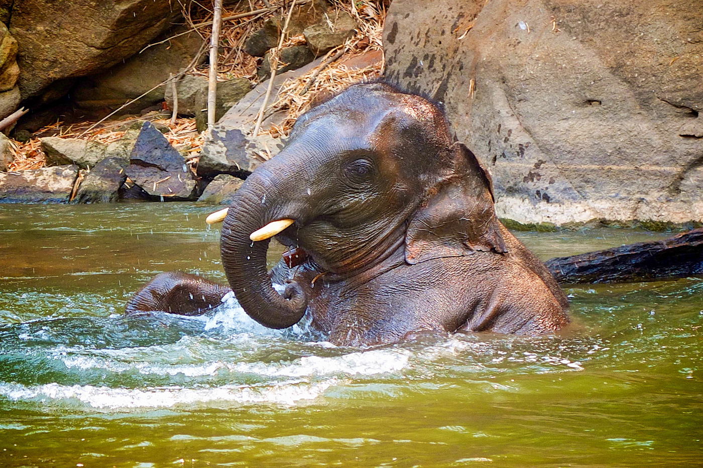asia elephants Photography  Thailand Travel