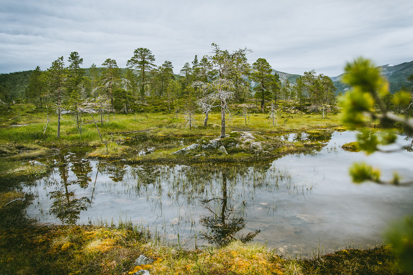 Travel nature photography wildlife landscape photography Sweden