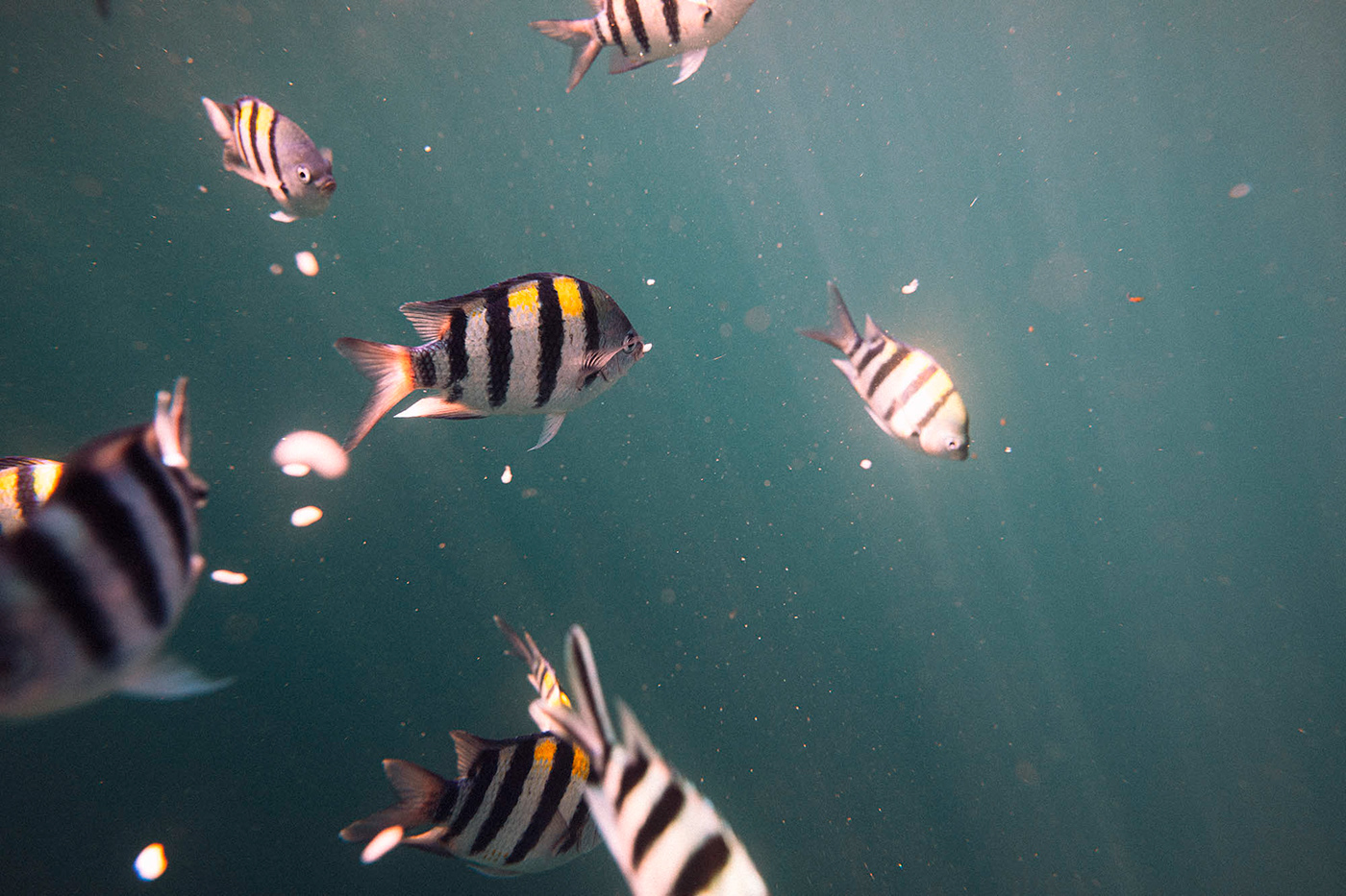 Ocean diving snorkeling fish underwater sea Sun Photography 