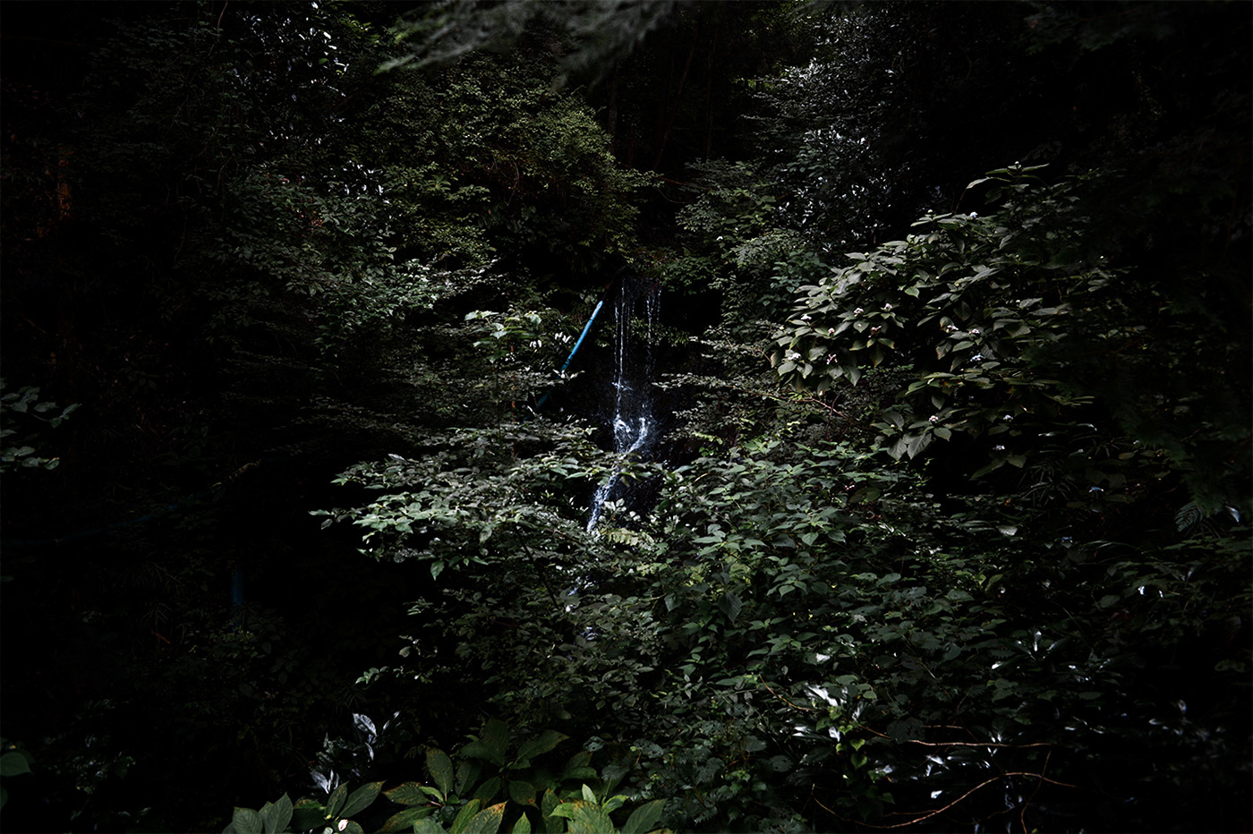 photo Photography  art FINEART japan Nature photographer Nikon Tree  green