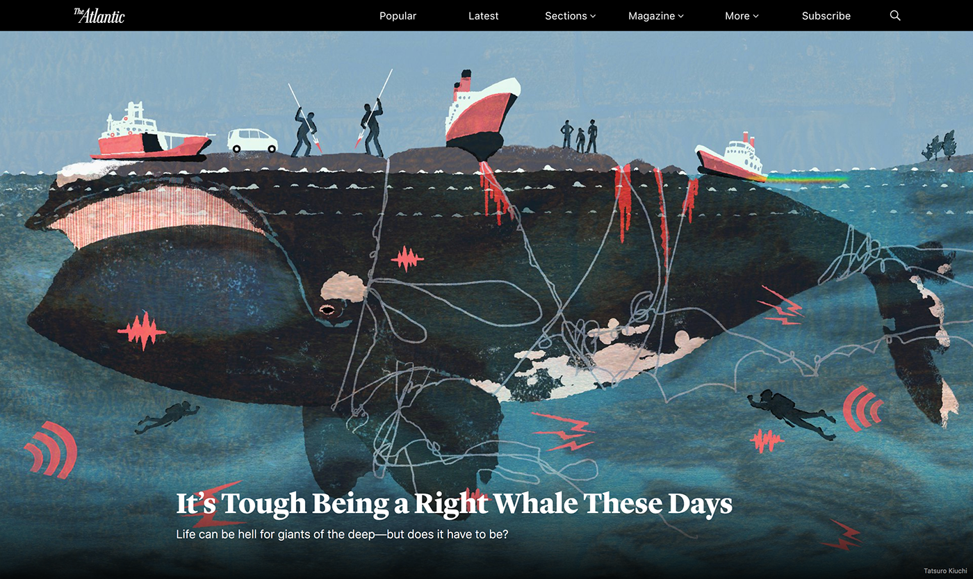 Whale animal rights CapeCod Ocean sea underwater whaling Sustainability animal
