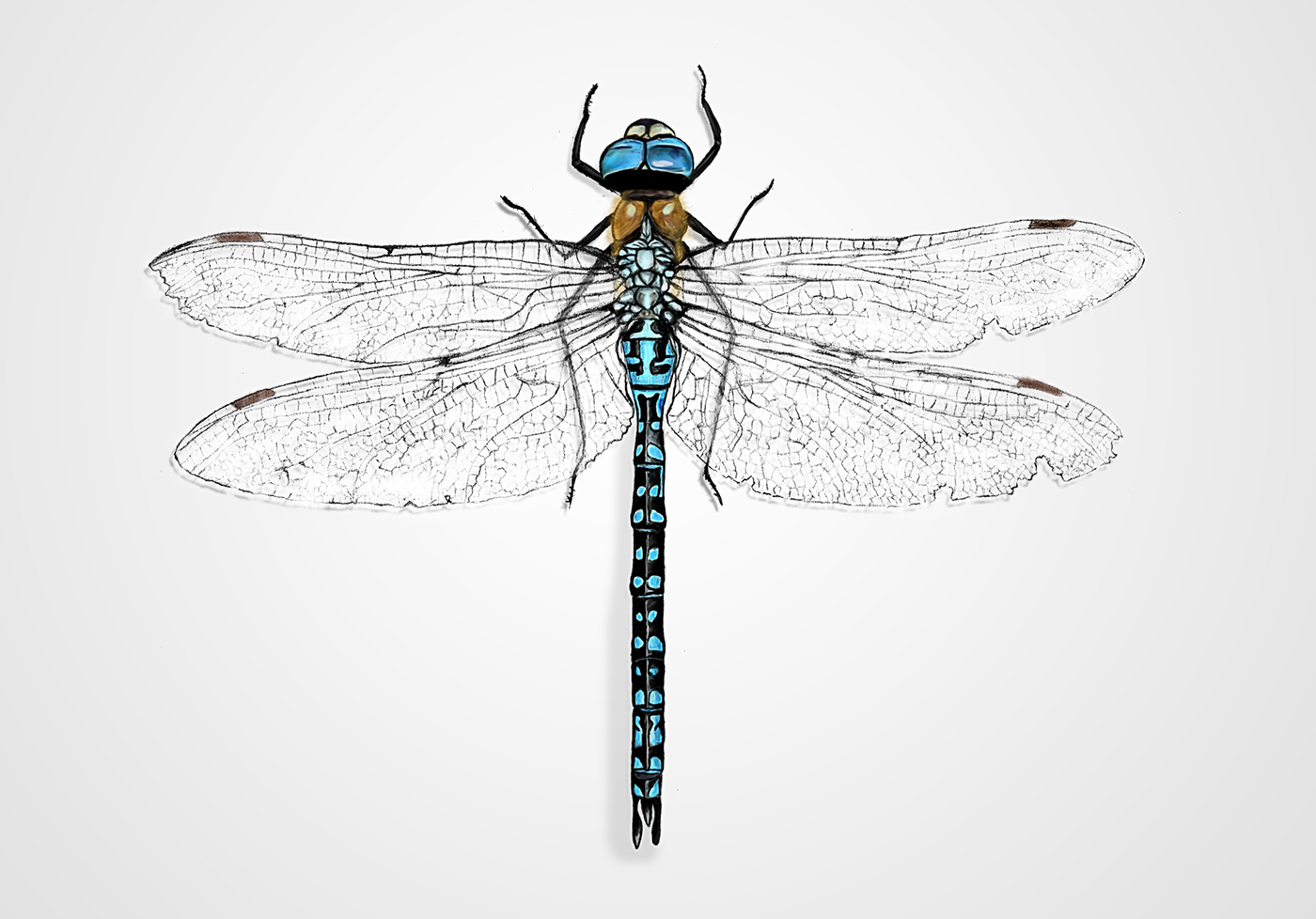 libelula dragonfly ilustracion científica insectos digital scientific mariposa insecto