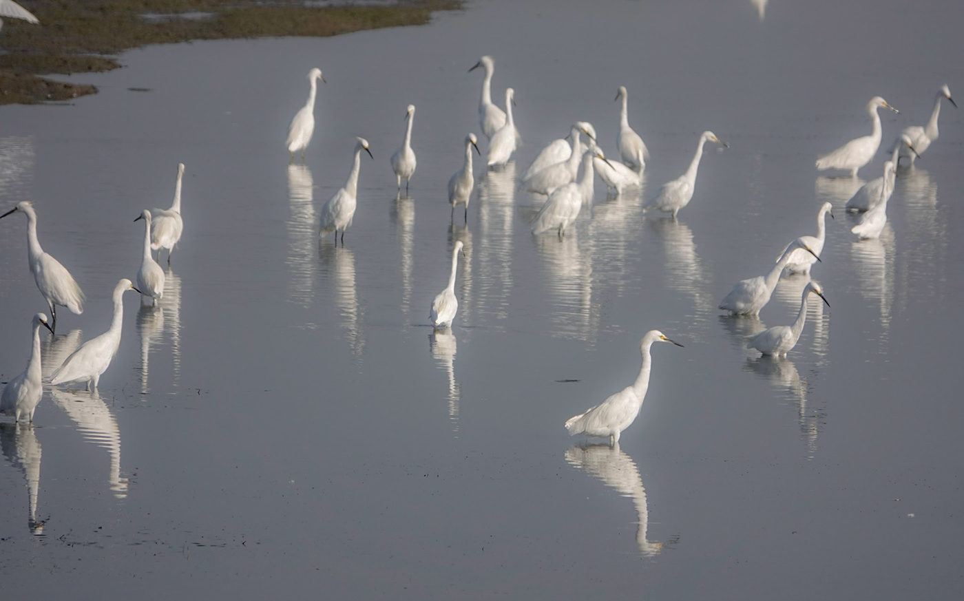 beach birds califronia heron Ocean orange county shore water wetlands