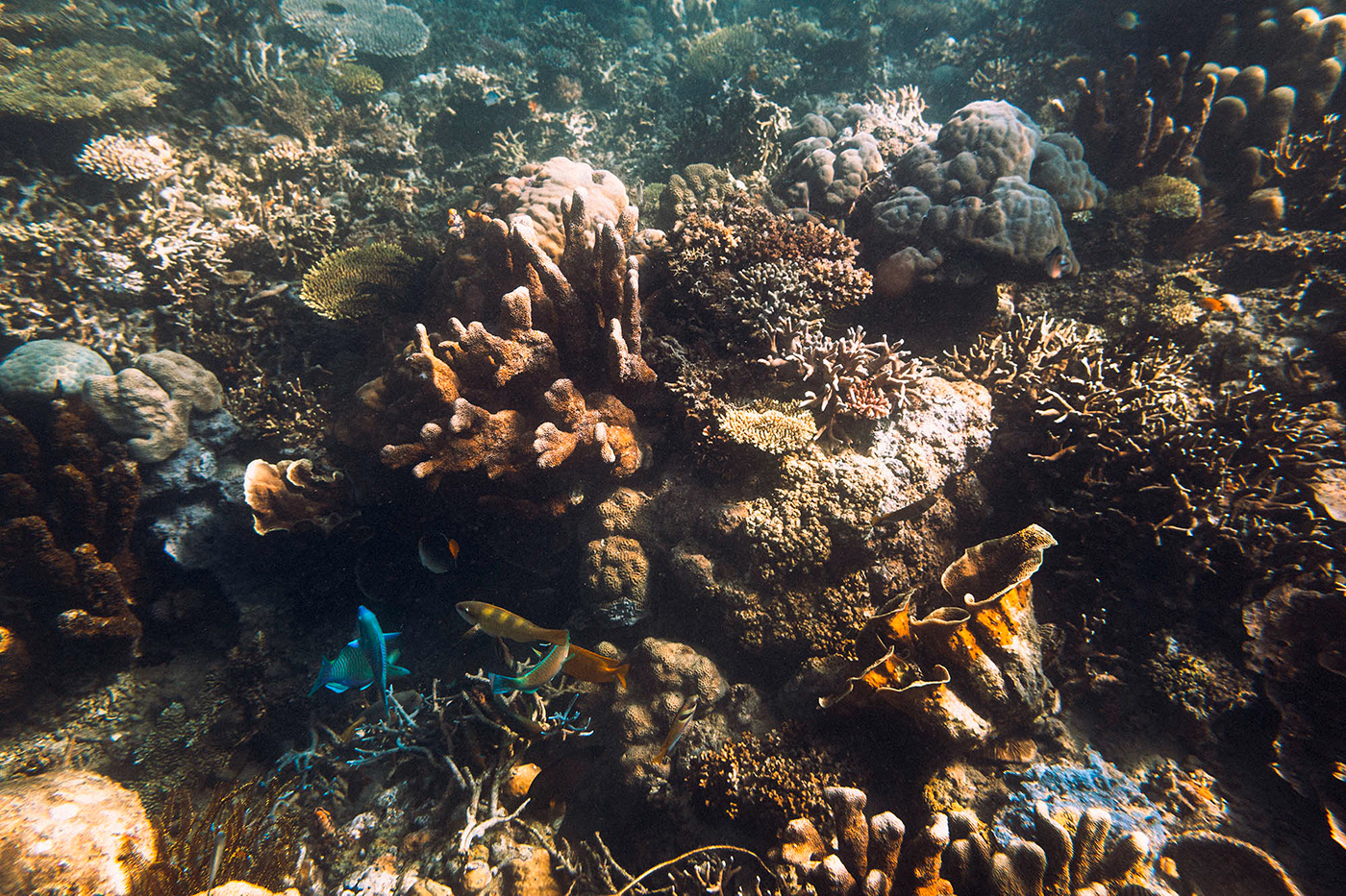 Ocean diving snorkeling fish underwater sea Sun Photography 