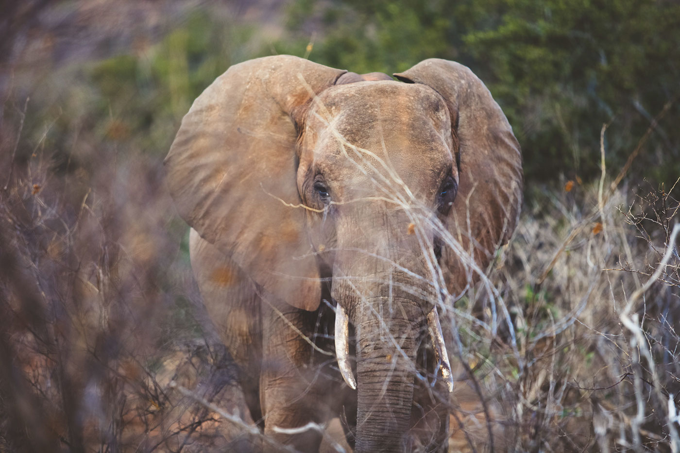 tsavo east Lions elephants wildlife safari kenya Nature red soil red elephants africa