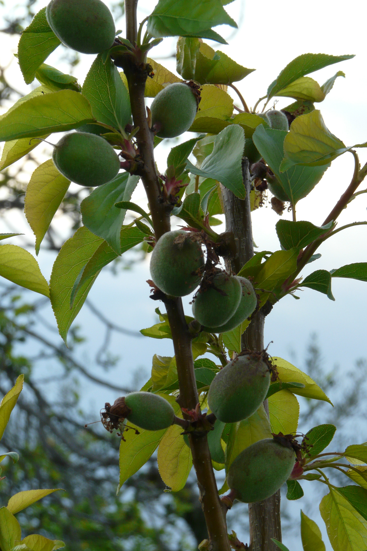 olive campagna papavero fiori orto Fragola contadina contadino Verde fieno