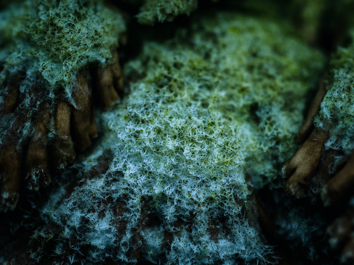 blooming earth green lichen macro Macro Photography mushroom Nature nature photography plants