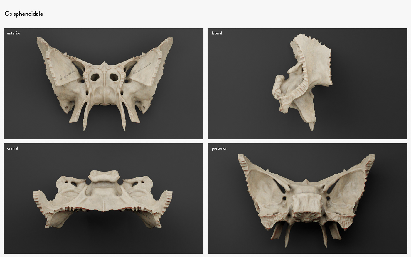 3D skull anatimy Cranium human medical realistic ct scan Render