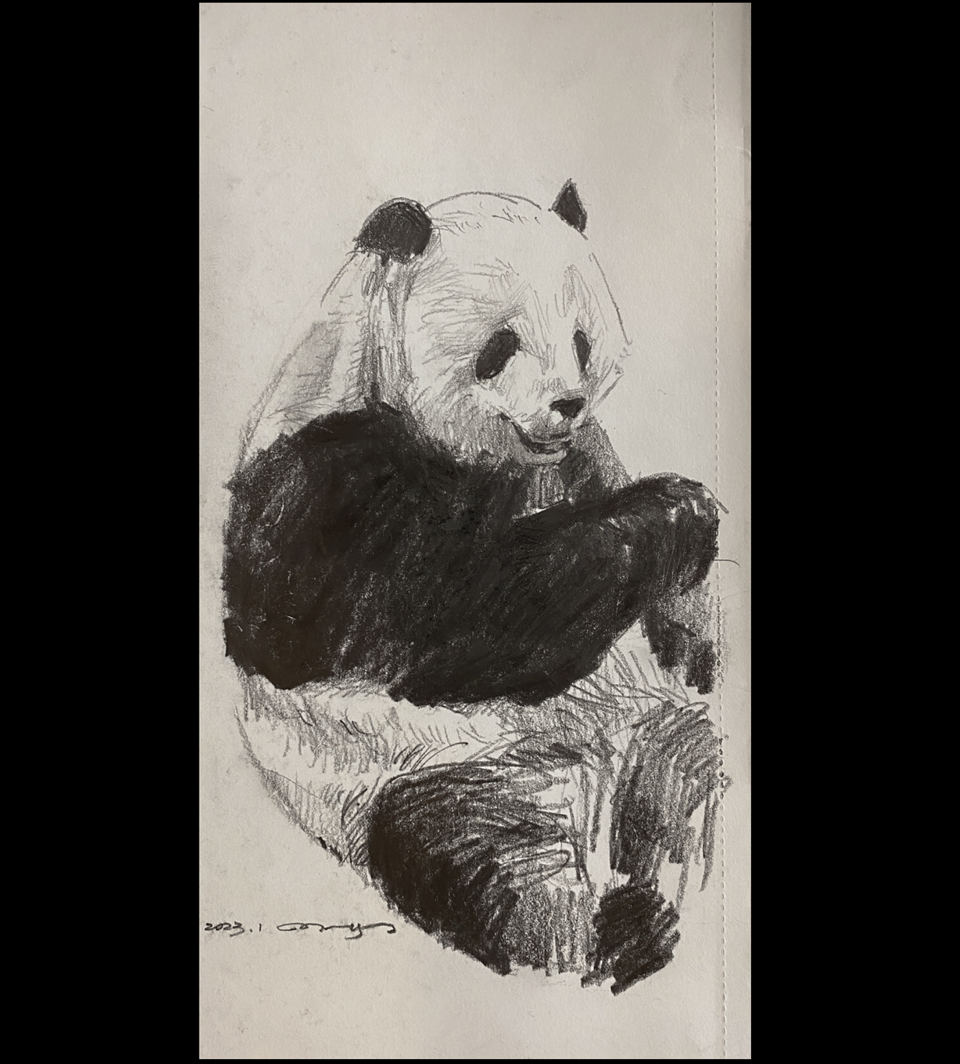 animal drawing artwork bears daily drawing Drawing  giraffe graphite drawing hippos Panda  sketch