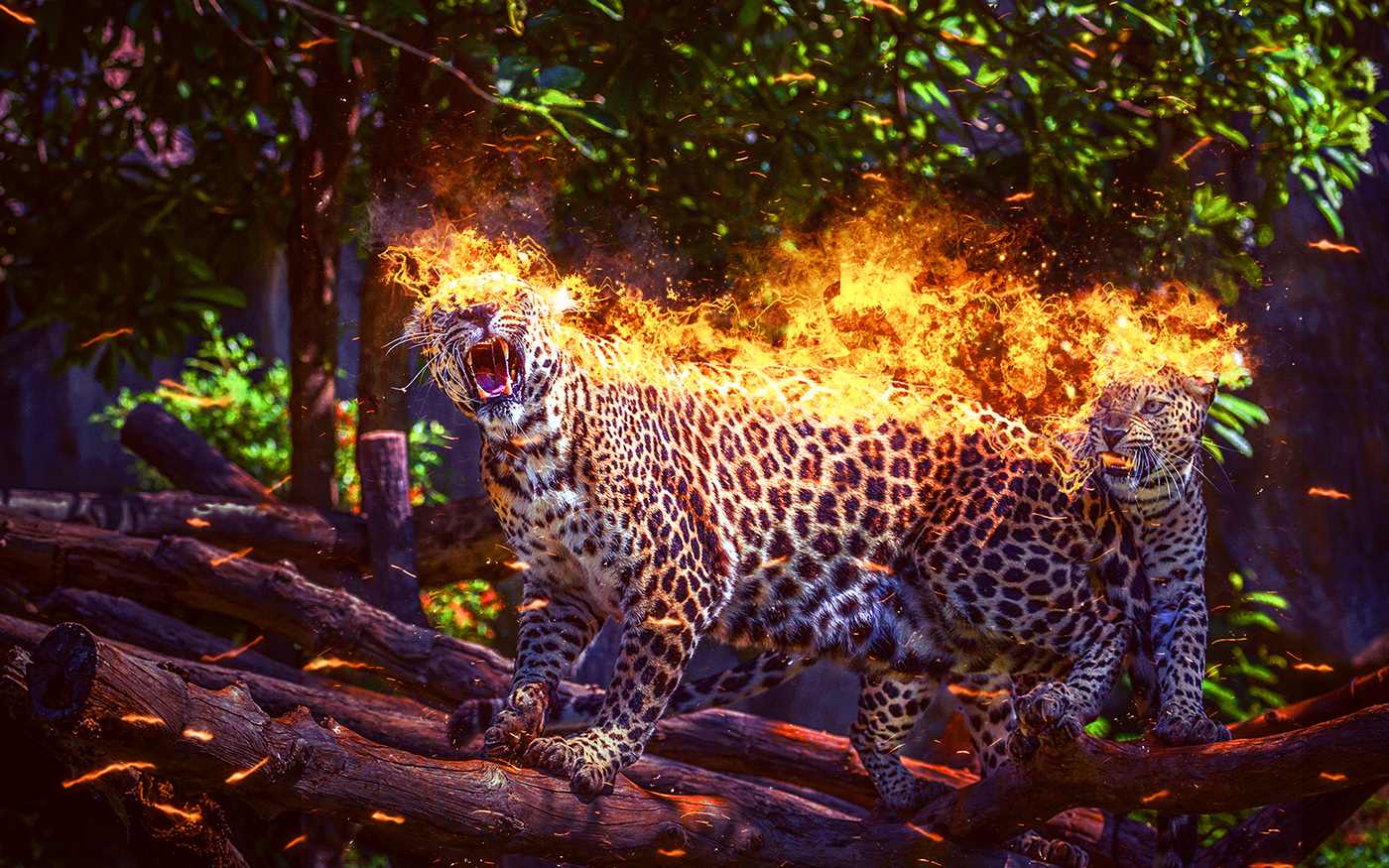 burned burn fire Digital Art  artwork digital design surreal Creative Design creative photoshop