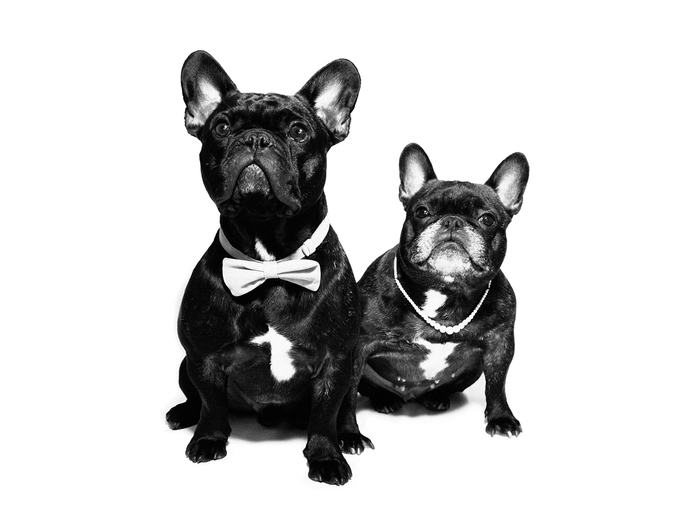 dogs  wedding black & white