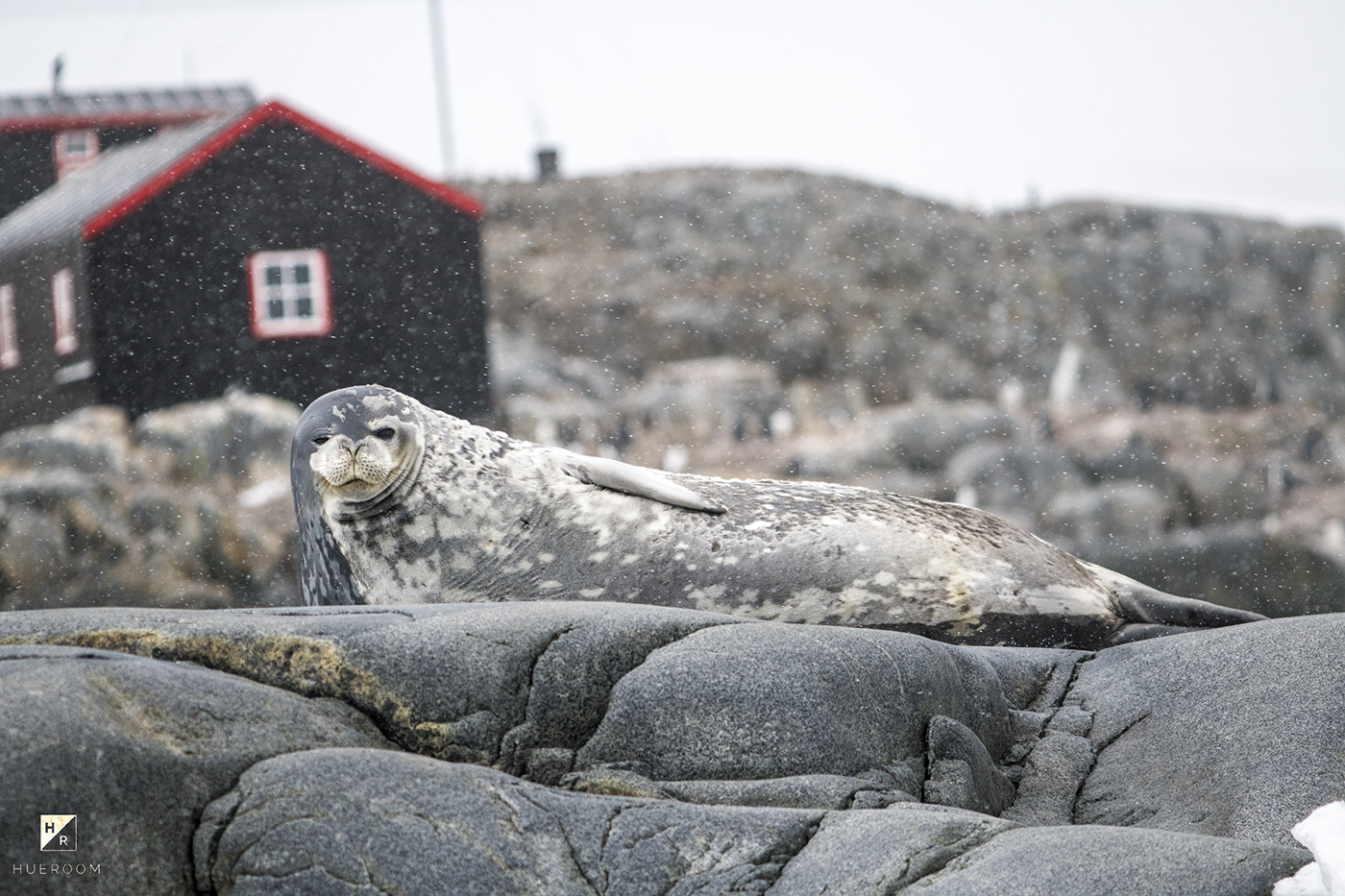 wildlife penguin seal Whale bird expedition adventure climate change Wildlife photography iceberg