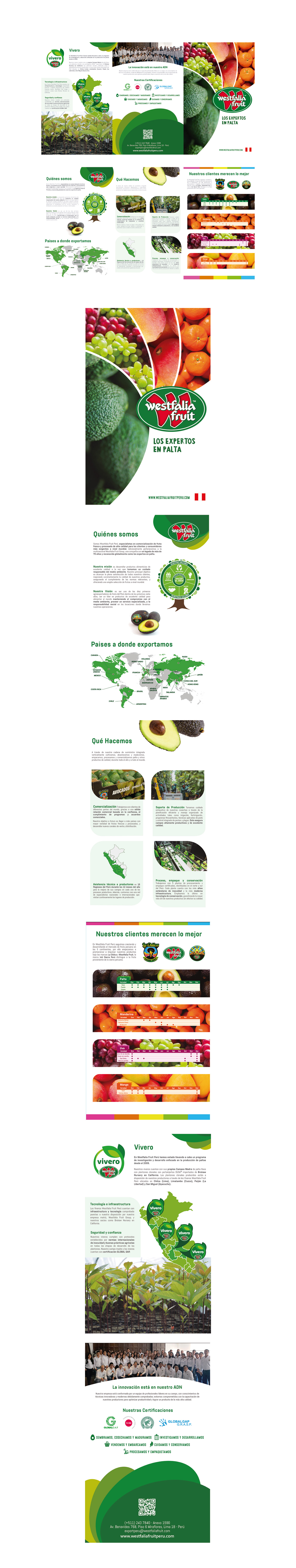 avocado brochure fruits