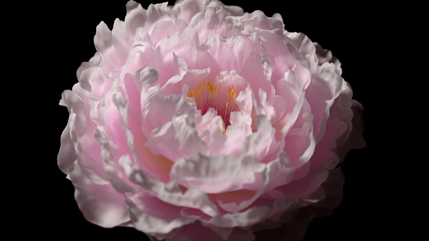 3D flower houdini peony redshift timelapse Visual Effects 
