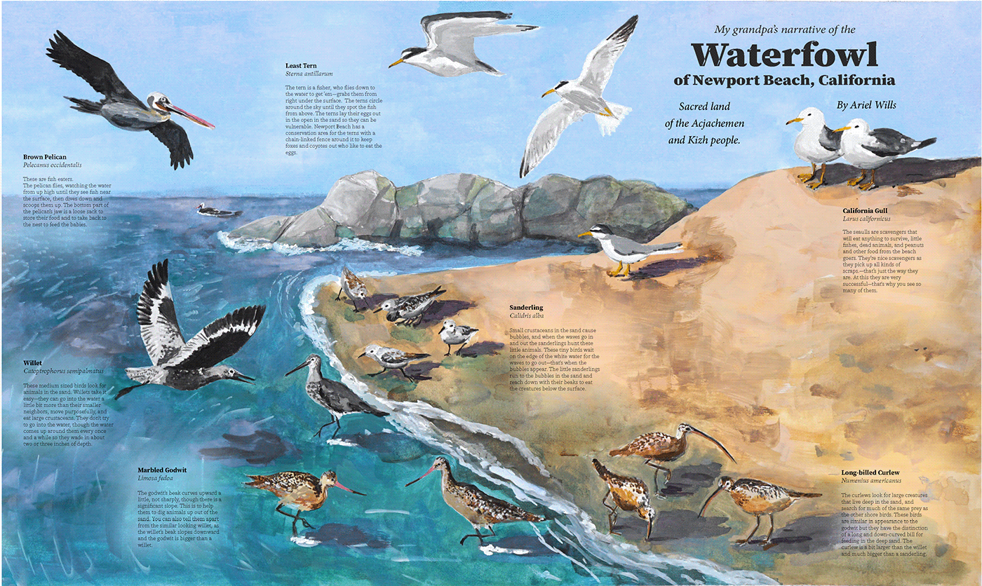 California ecosystem educational poster gouache ILLUSTRATION  natural history Newport Beach CA ornothology scientific illustration watercolors