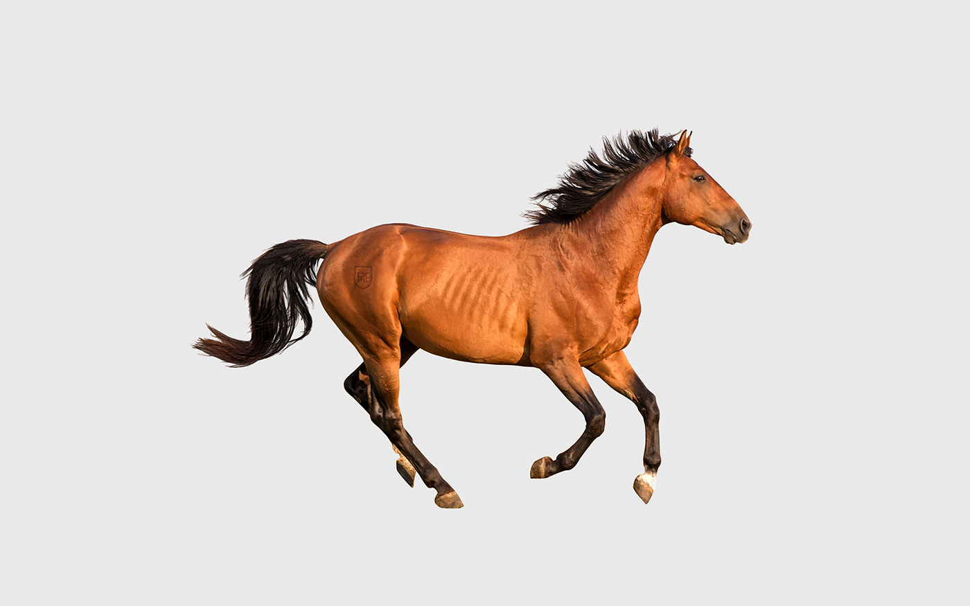 branding  graphic design  graphic system visual system horses animal brand Logotype symbol monogram stationary