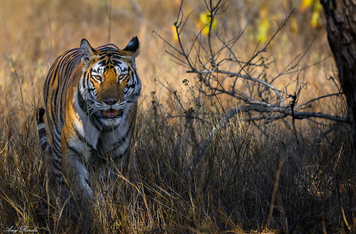 birds forest India jungle Landscape leapord Panna National Park Photography  safari tiger
