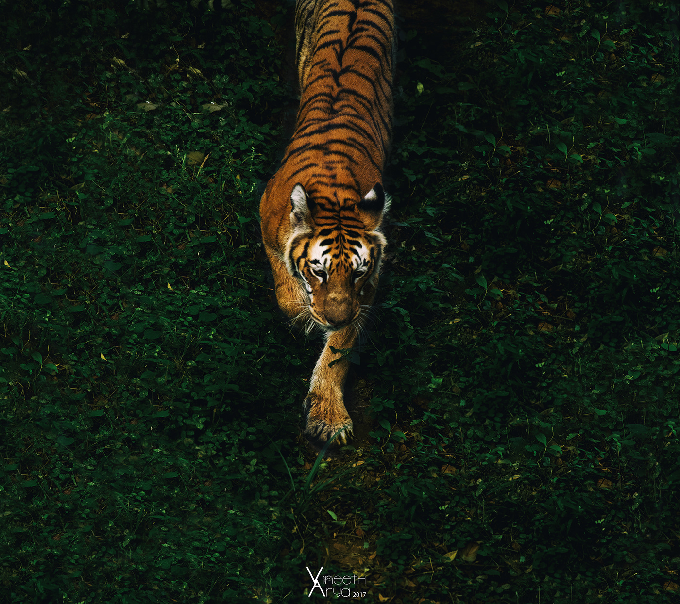 wildlife Nikon animals India d850 vineeth vineeth arya