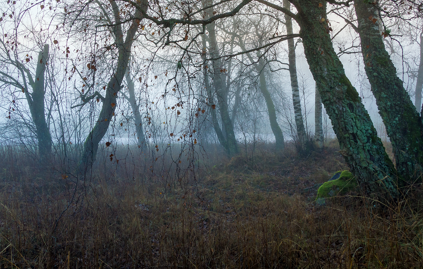 autumn fog Pear trees dreamer countryside forest fields