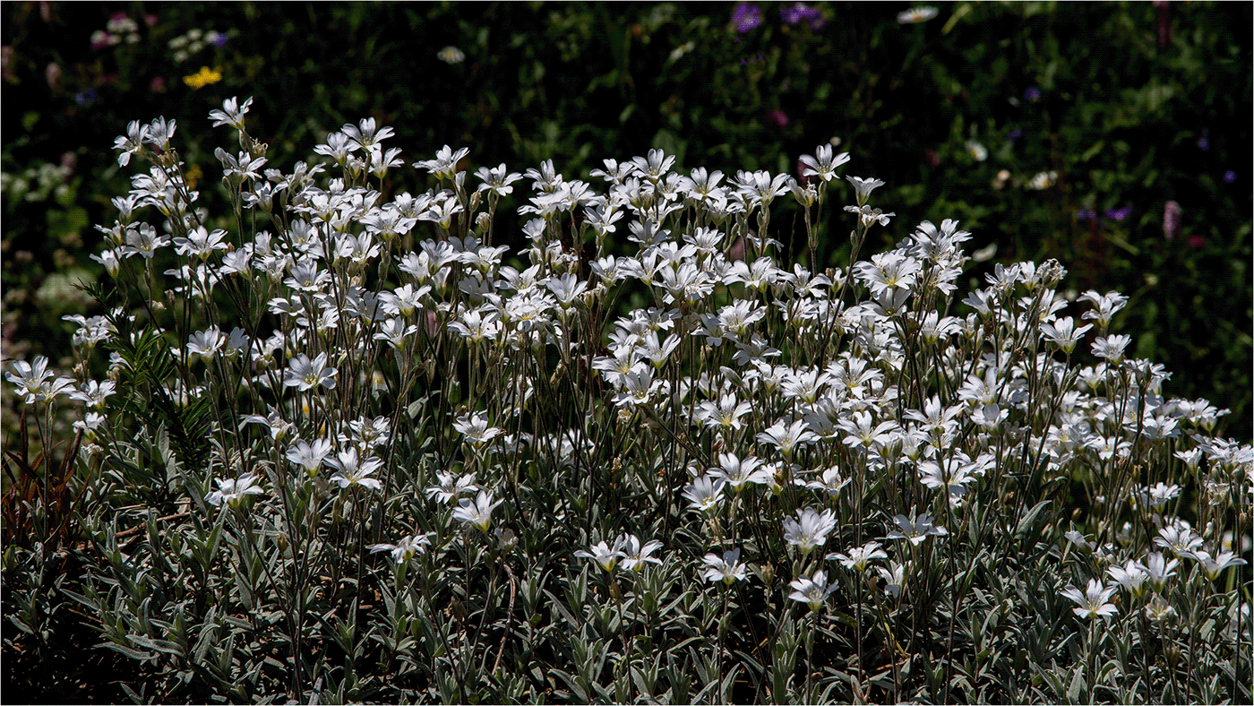 fiori bianco Val d'Aosta