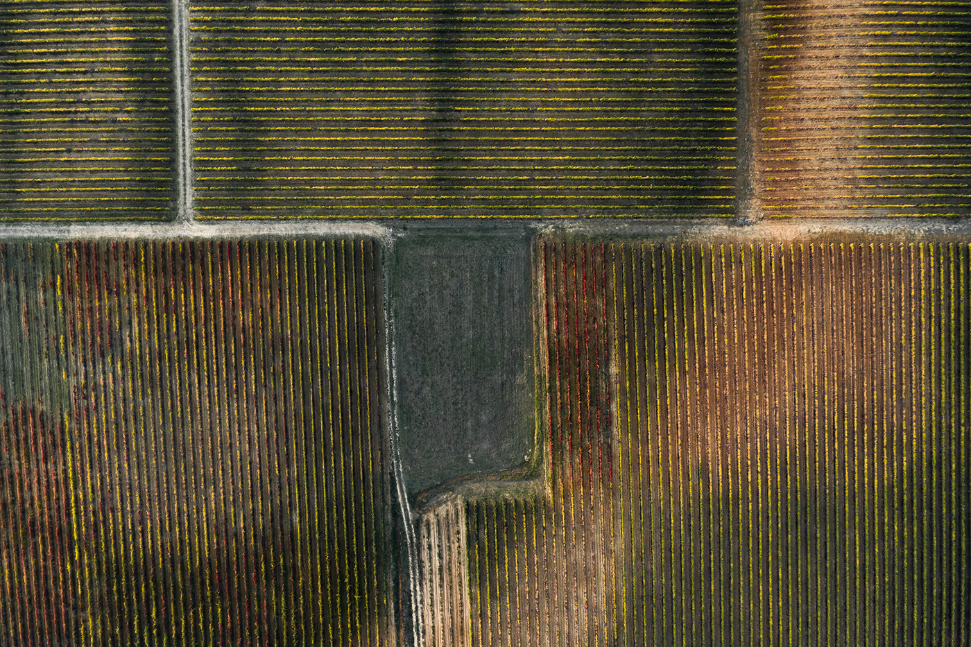 aereal autumn drone Italy lightroom Photography  vineyard abstract field Production